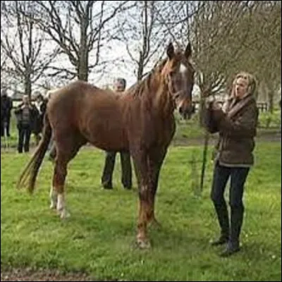 Sport:
Born on April 7, 1980 and died on January 12, 2013, four-time winner of the Prix d'Amerique, Ourasi was voted best trotter of all time by the newspaper ''L'Equipe'' in 2006. What was his nickname?