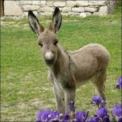 Song:
In 1968, who performed the song ''Le Petit ane gris'' ?