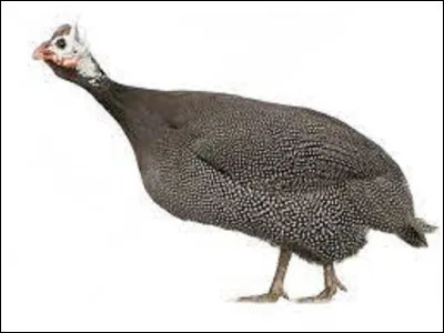 Animals :
Imported from North Africa by the Greeks and Romans, who used it as an offering to the gods, guinea fowl are said to "screech" or "squawk".
that it shrieks or ...