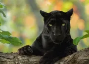 Quiz Les ''Bêtes noires''