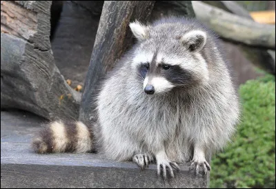 Next, a raccoon that makes you think of :