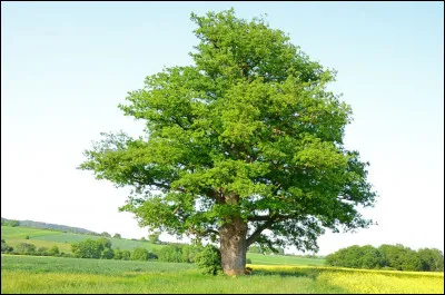 Can you link this tree with a Marvel character?