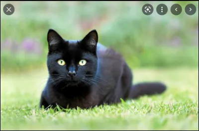 Which animal do you like?