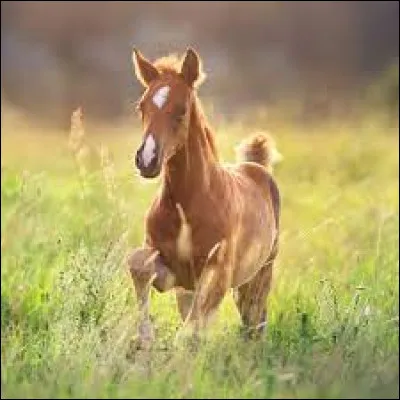 What is the name of the mare's foal?