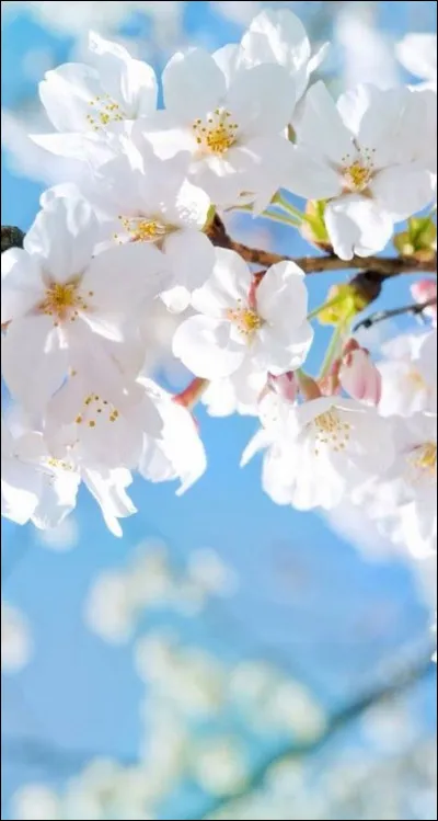 What is the country's largest city?