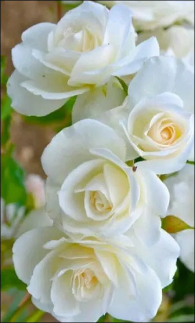 When did they go to war against Germany?