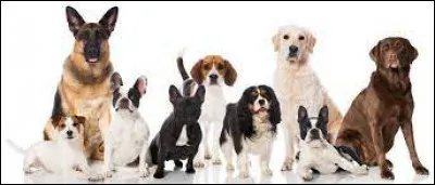 This is the breed of Tintin's faithful companion Snowy: