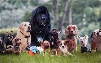 This breed is a favorite of Queen Elizabeth II: