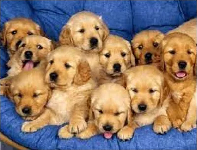 This breed is Belle's in the Disney film Beauty and the Tramp: