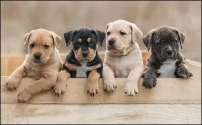 Dogs of this breed have ample skin that falls in folds: