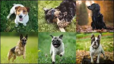 This breed is considered the most intelligent in the world: