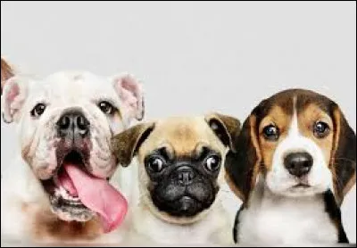 Dogs of this breed are nicknamed sausage dogs: