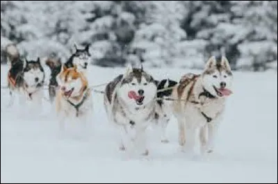 A dog of this breed embodies Lassie in a famous novel: