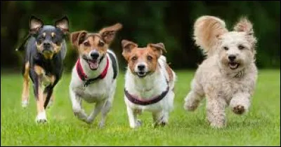 A famous movie features 101 dogs of this breed: