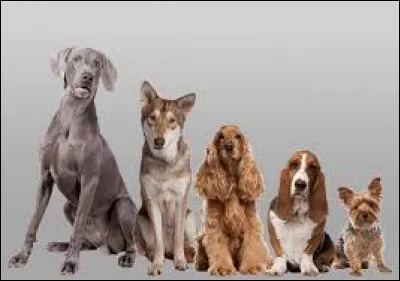 Charles II of England owned several dogs of this breed: