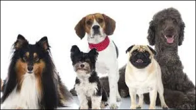 The name of this breed is also the name of a town in Mexico: