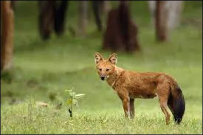 Animals : To which mammal family does the dhole belong ?