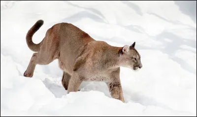 Which of these brands does not produce cars?