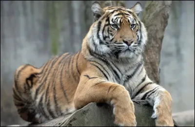 What is the name of the tiger in The Jungle Book?