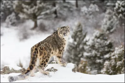 Who is the author of the novel ''La Panthere des neiges'' awarded the Prix Renaudot 2019?