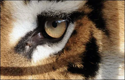 Which band sang ''Eye of the Tiger'' in the 80s?