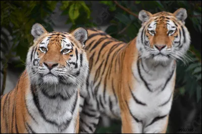 Who are the heroes of the film ''Deux Freres'' released in 2004?