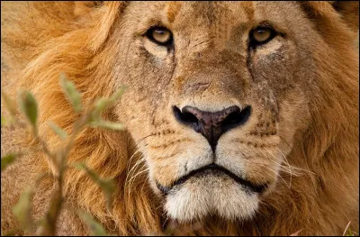 Which of these American production companies has a lion as its logo?