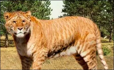 Who is the biggest feline?