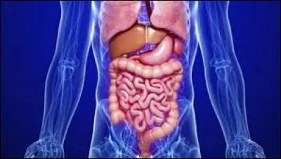 Which organ has a capacity of regeneration?