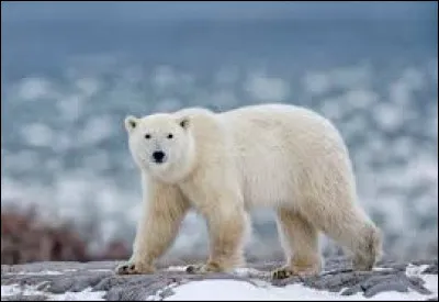 What color is a polar bear's skin?