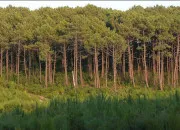 Quiz Forêts du monde