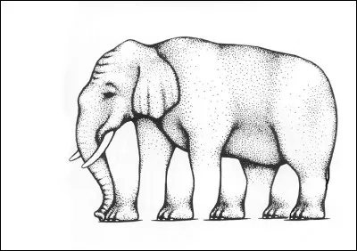 How many legs does he have?