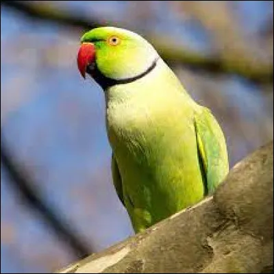 Green: What is the name of this green bird?
