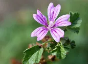 Quiz SVT - Terminale Bac - De la plante sauvage à la plante domestiquée
