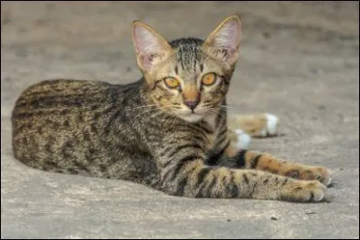 What is this cat's name?
