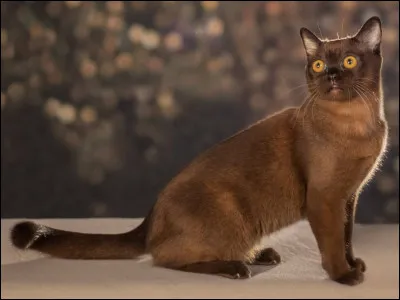 What is this cat's name?