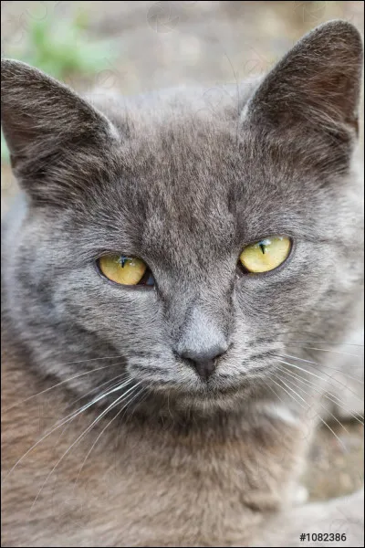 What's this cat's name?