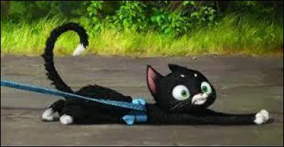 What is the name of the cat in the movie "Volt, Star malgre lui" ?