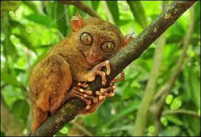 Is this little wide-eyed nocturnal animal a tarsier monkey?