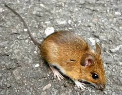 Which origami is this animal?