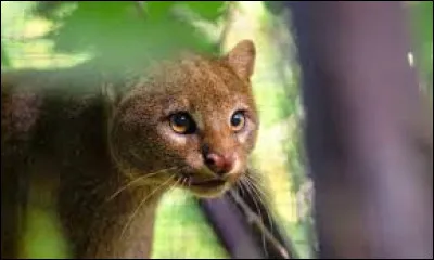 To which family does the jaguarondi belong?