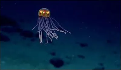 The Mariana Trench is located in the Atlantic Ocean