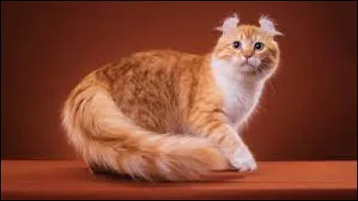Is this cat an american shortair?