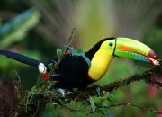 Quiz 15 mots commençant Par O comme Oiseau !
