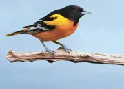 Quiz L’oiseau en culture générale