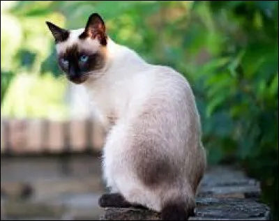 This cat is of the Siamese breed
