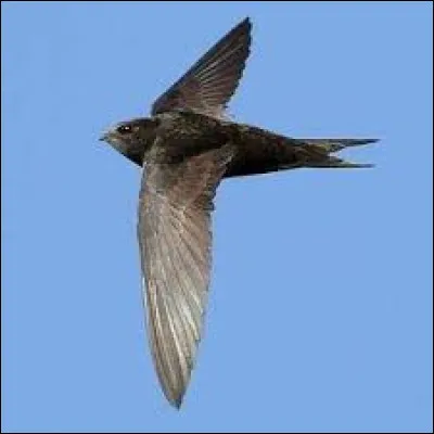 What must be added to "mar" to obtain the name of this migratory bird?