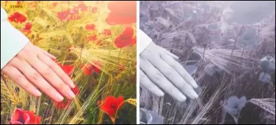 Which animal cannot perceive bright colors?