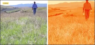 Which animal sees the world almost entirely in orange?