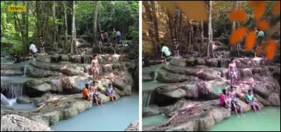 To which category of animals does this view belong?